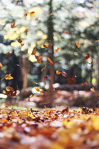 bokeh shot of dried leaves thumbnail