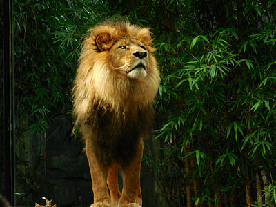 lion standing thumbnail