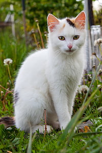 tricolor cat on green grass thumbnail