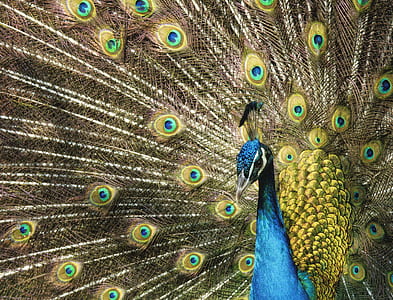 close-up photo of blue and yellow peafowl thumbnail