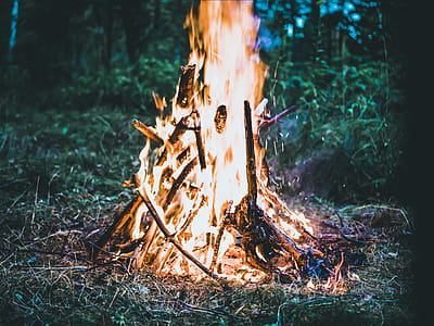 Bonfire on Forest Screengrab thumbnail