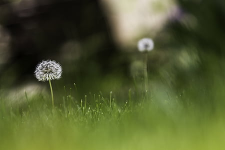 white dandelion seed head in selective focus photography thumbnail