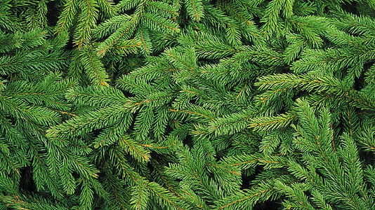 green pine tree leaves thumbnail