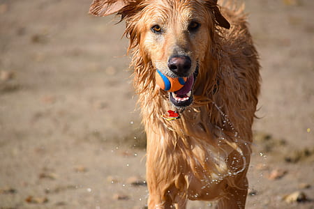 adult golden retriever thumbnail