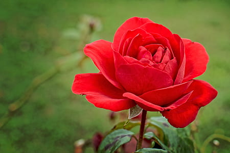 closeup photo of red petaled flower thumbnail