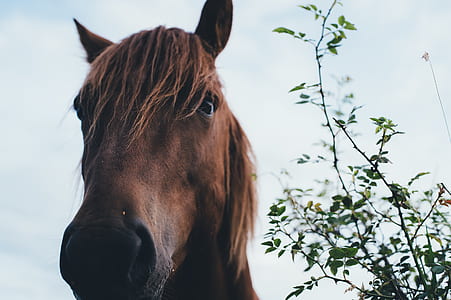 selective focus photography of horse head thumbnail