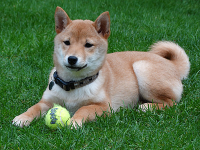short-coated brown dog lying on grass thumbnail
