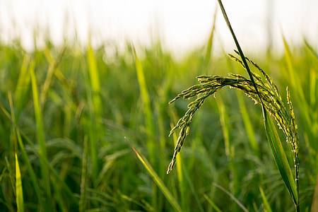 selective focus photography of green wheat thumbnail