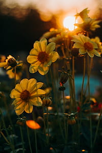 Selective Focus Of Yellow Flowers thumbnail
