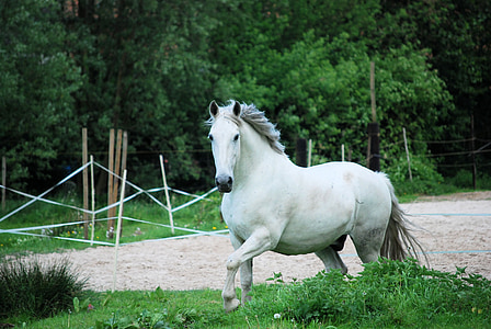 white horse in close-up photography thumbnail