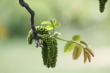 green plant in focus photography thumbnail