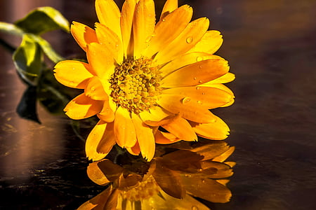 selective focus photography of Calendula flower thumbnail