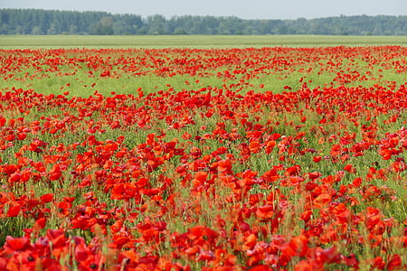 red poppy flower field thumbnail