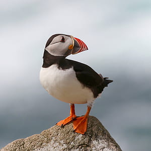 focus photography of Atlantic puffin bird perching on brown stone thumbnail