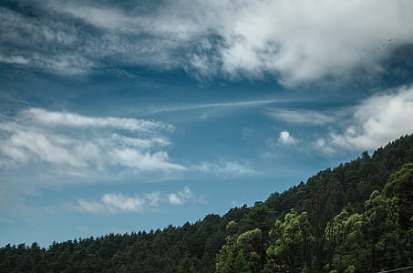 forest under clouds thumbnail
