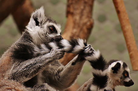 two black-and-gray primates near tree thumbnail