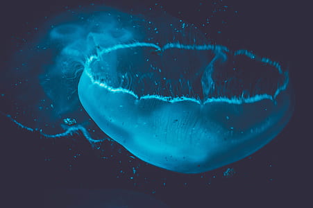 blue jellyfish in the dark place thumbnail