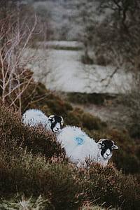 two white sheeps on green grass during daytime thumbnail