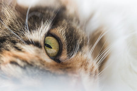 Cats Eye Closeup Photo thumbnail