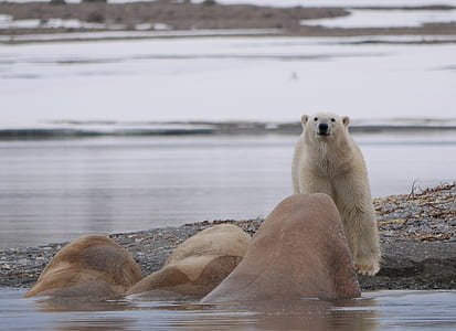 polar bear on ground near body of water thumbnail