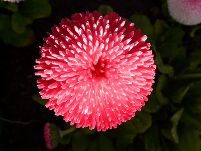 shallow focus photography of red petal flower plant thumbnail