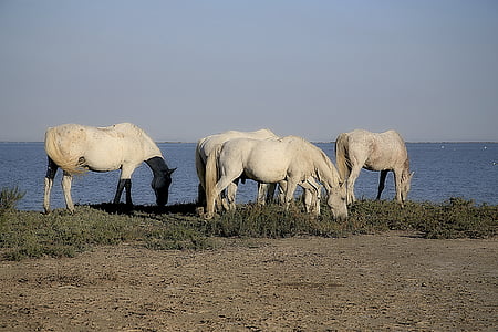 four white horse eating on grass near body of water thumbnail