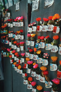macro photography of green cactus plants hanging on board thumbnail