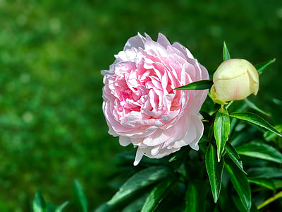 selective photo of pink peony flower thumbnail
