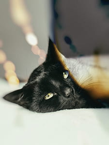 Bombay cat lying on bed thumbnail