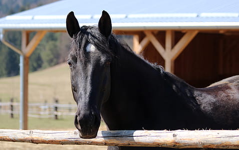 black horse standing near brown wooden barn during daytime thumbnail