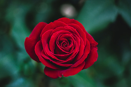 Red Rose on shallow focus photography thumbnail