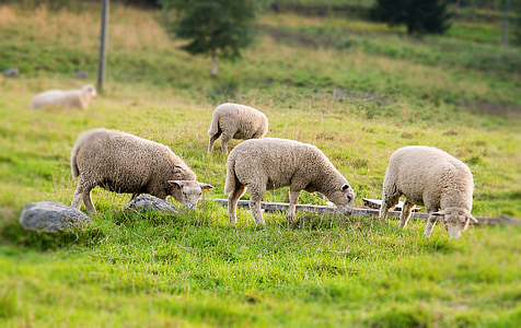 selective focus photography of four white sheeps on green grass thumbnail