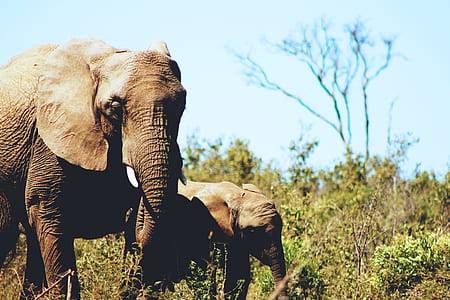 adult and baby elephants on green plants thumbnail