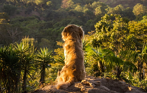 brown dog on stone facing trees thumbnail