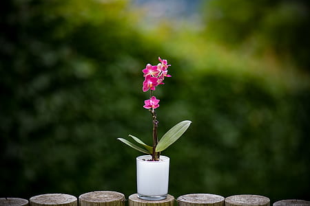 pink orchids centerpiece thumbnail