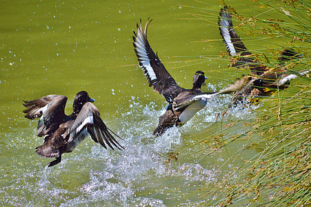three black-and-white birds flying on top of body of water thumbnail