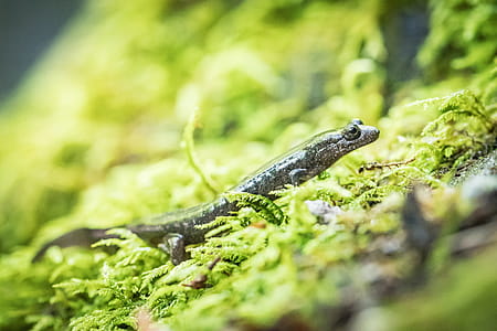 Closeup Photography of Brown Lizard on Green Grass thumbnail