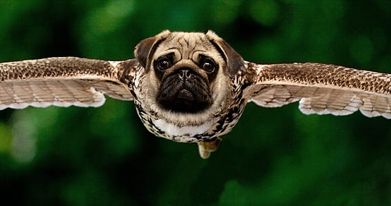 pug head with bird body photo manipulation thumbnail