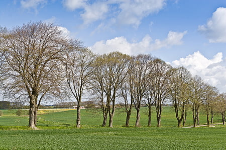 trees on grass thumbnail