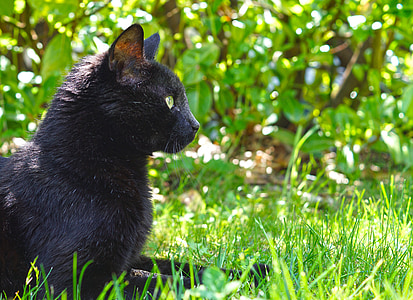 black cat sitting on green grass thumbnail