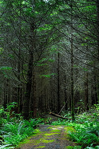 green leaf trees thumbnail