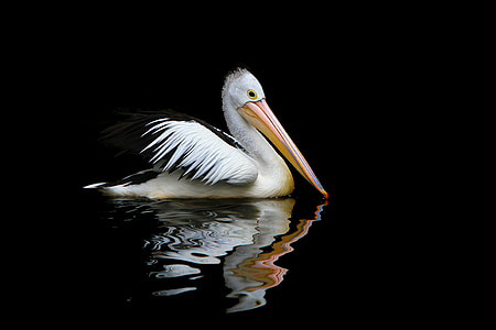 white pelican floating on water thumbnail