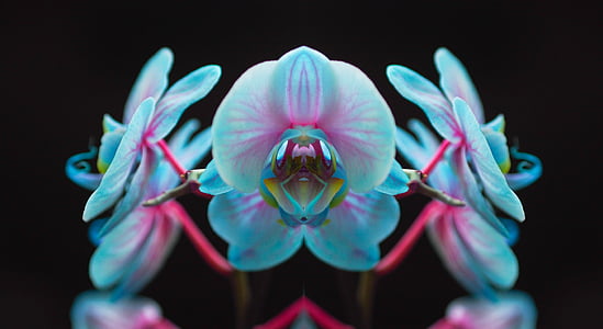 macro photography of blue flowers thumbnail