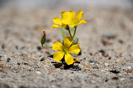 shallow focus photography of yellow petal flower thumbnail
