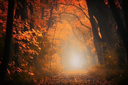 orange trees thumbnail