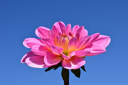 pink and yellow petaled flower photography thumbnail