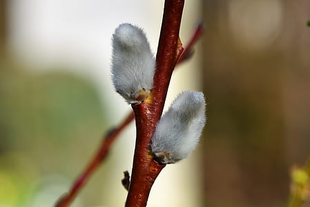 gray leaf selective focus photography thumbnail
