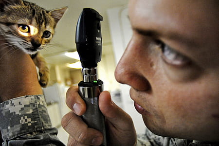 close-up photo of person holds gray kitten and lighted kittens eye thumbnail