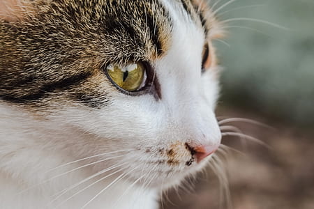 shallow focus photography of white tabby cat thumbnail