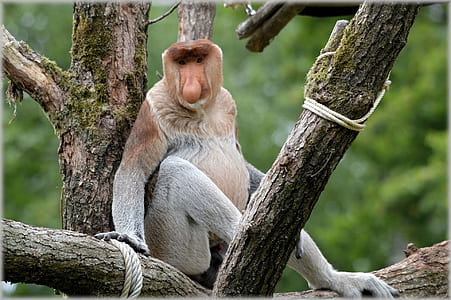 primate sitting on tree branch thumbnail